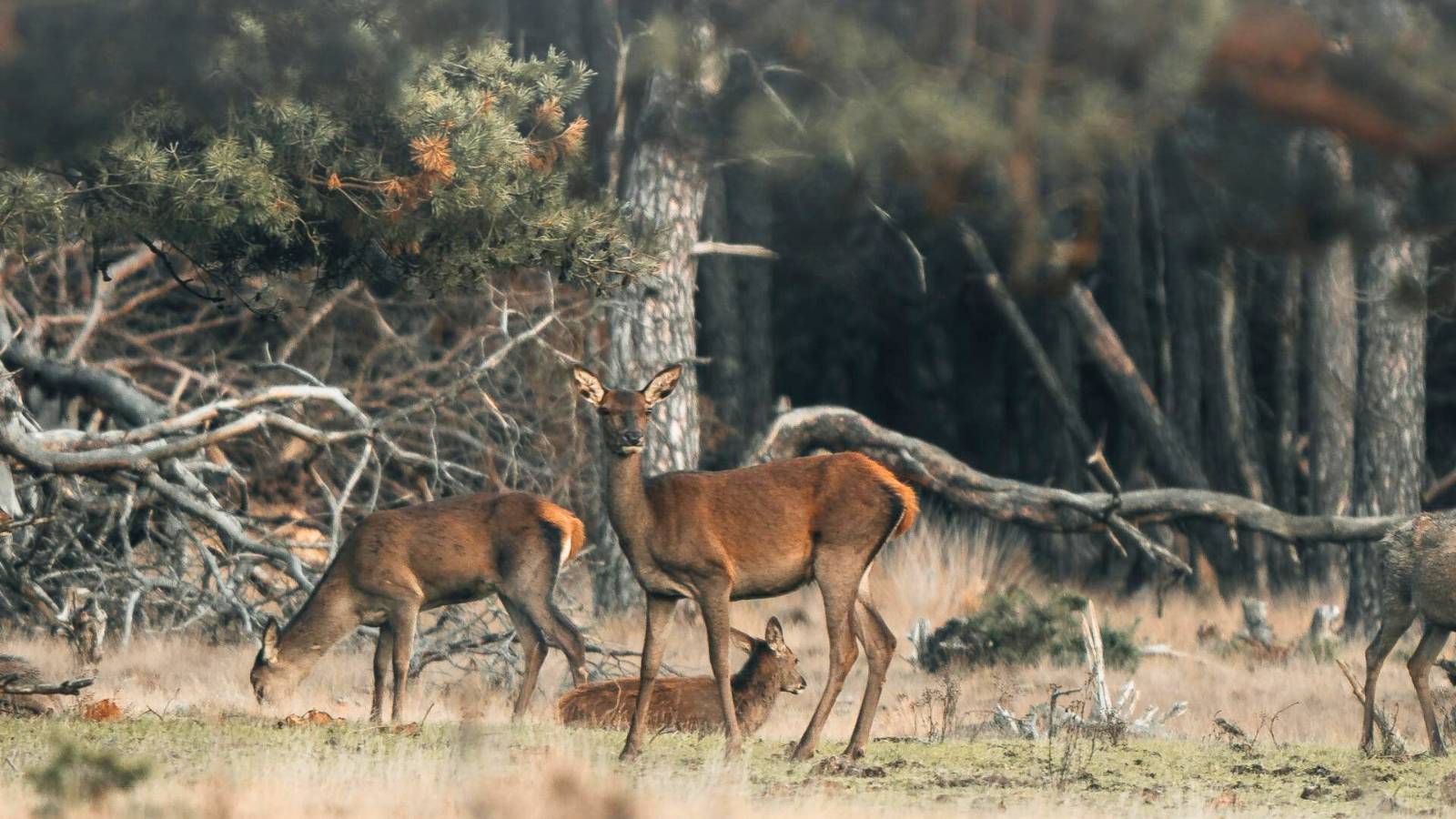 hohe-veluwe